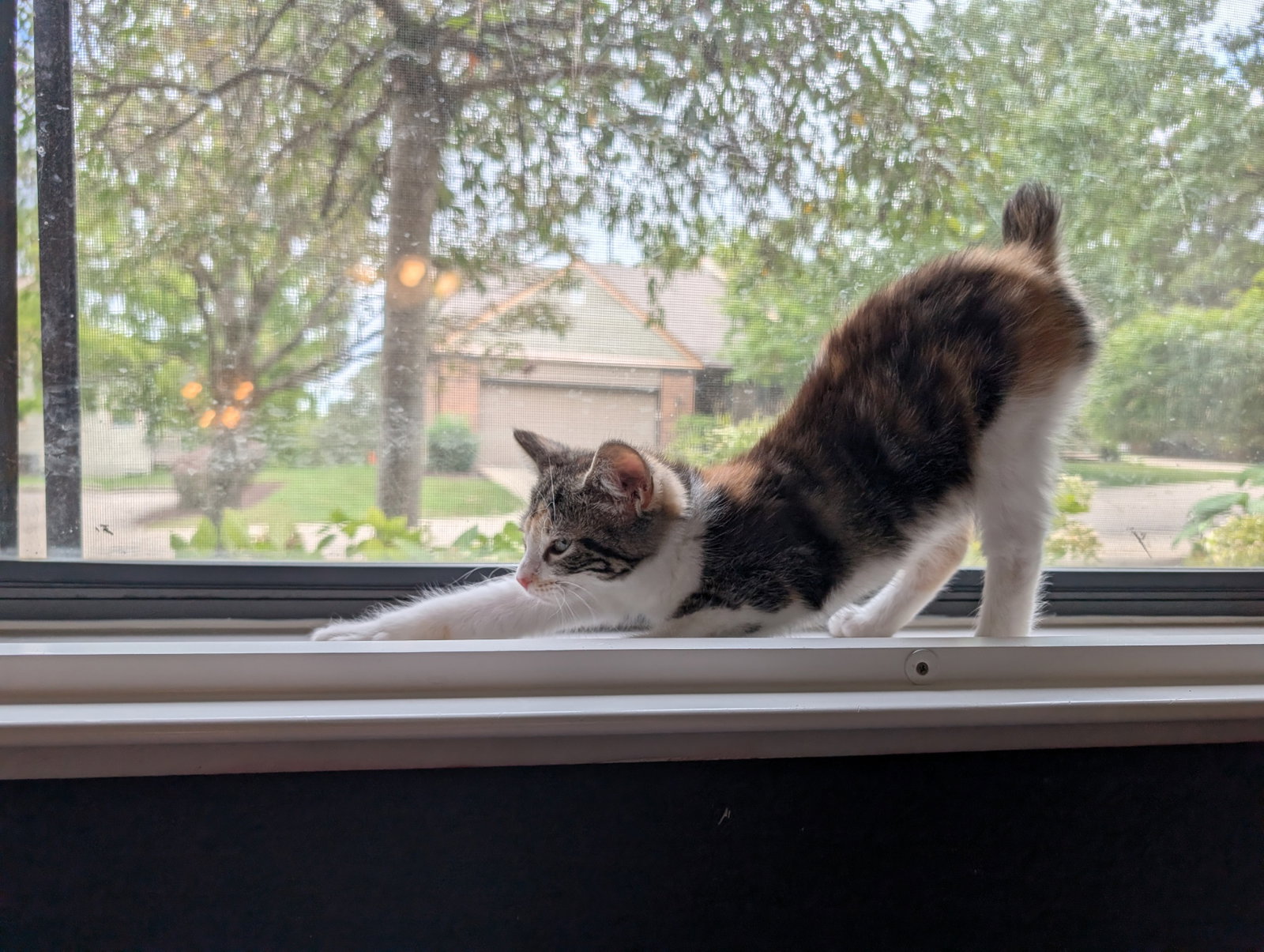 Libby, Bobtail
