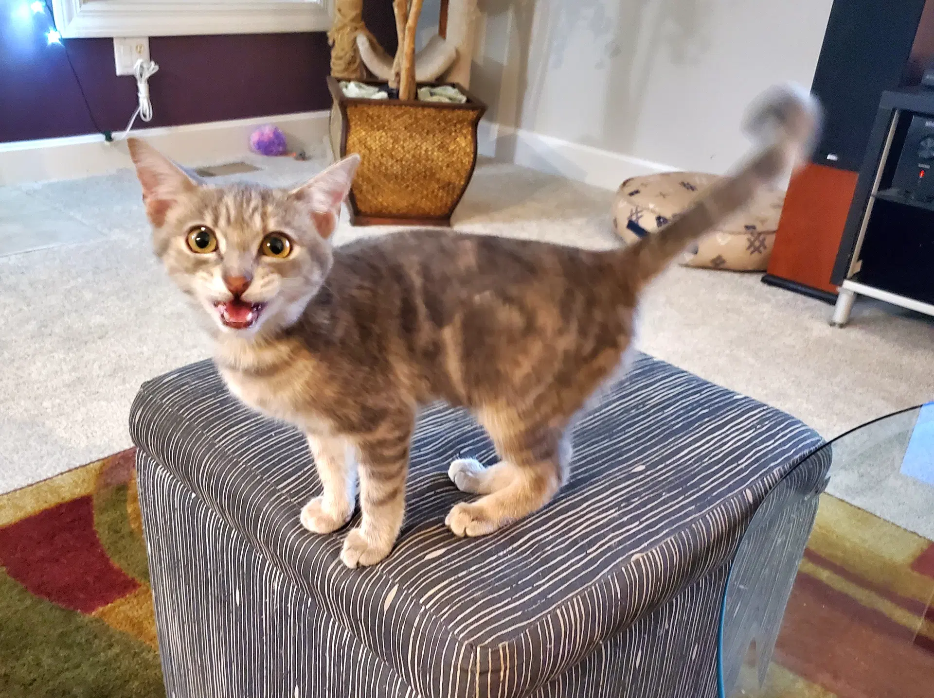 Blondie - Tabby