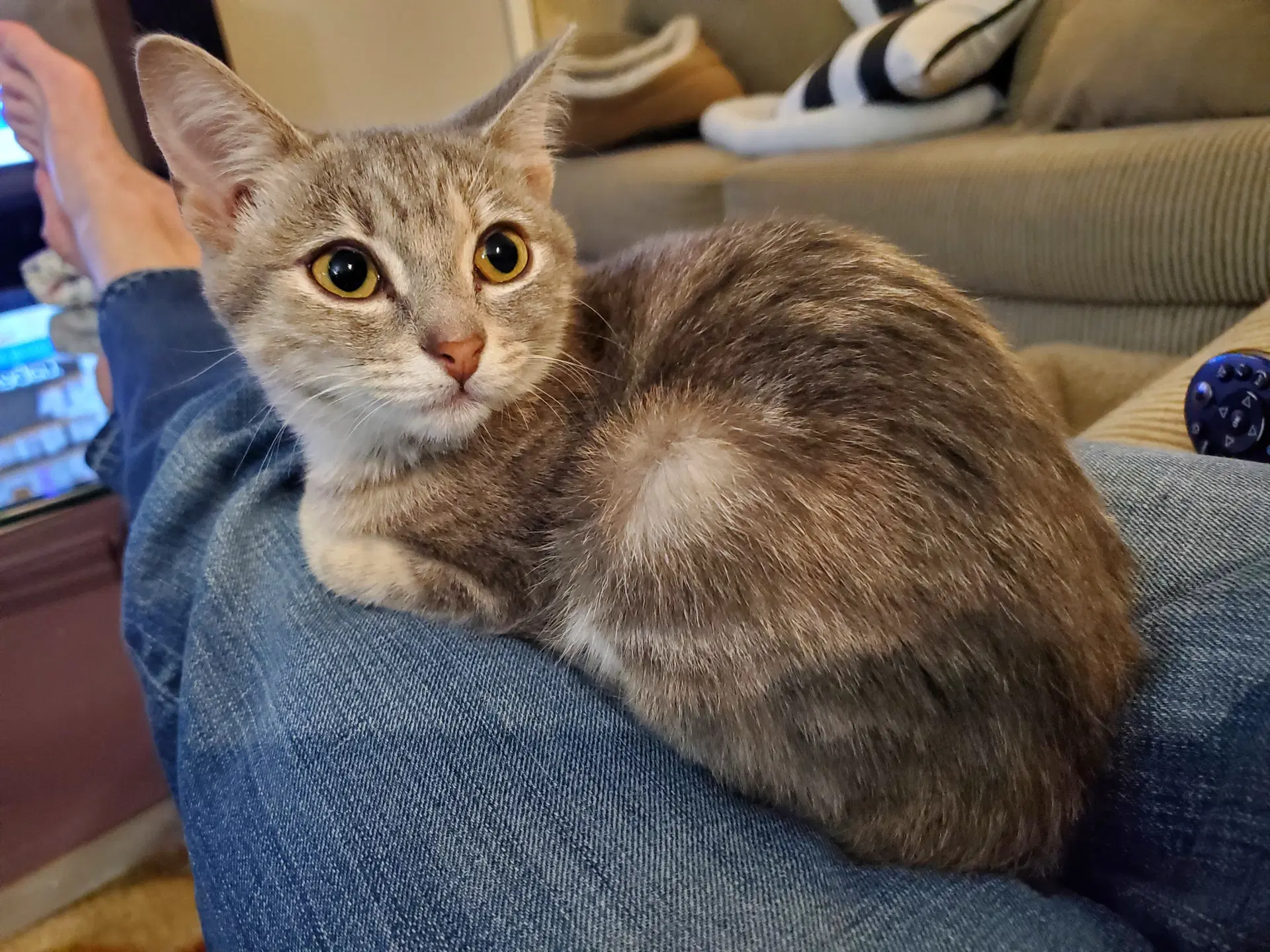 Blondie image 2