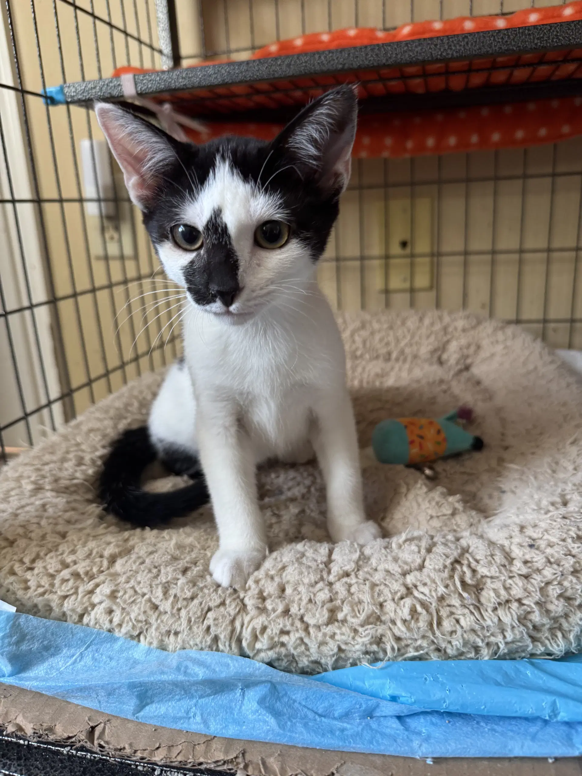 Cassiopeia - Domestic Short Hair