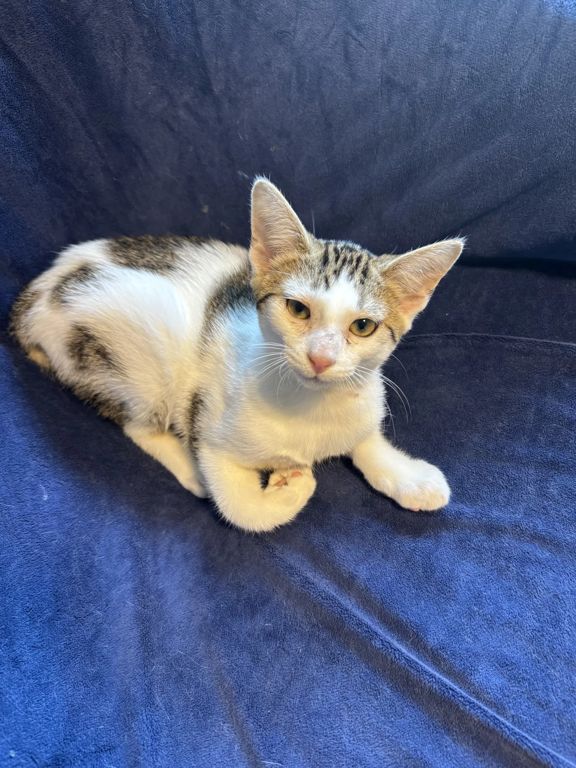 Leo - Domestic Short Hair