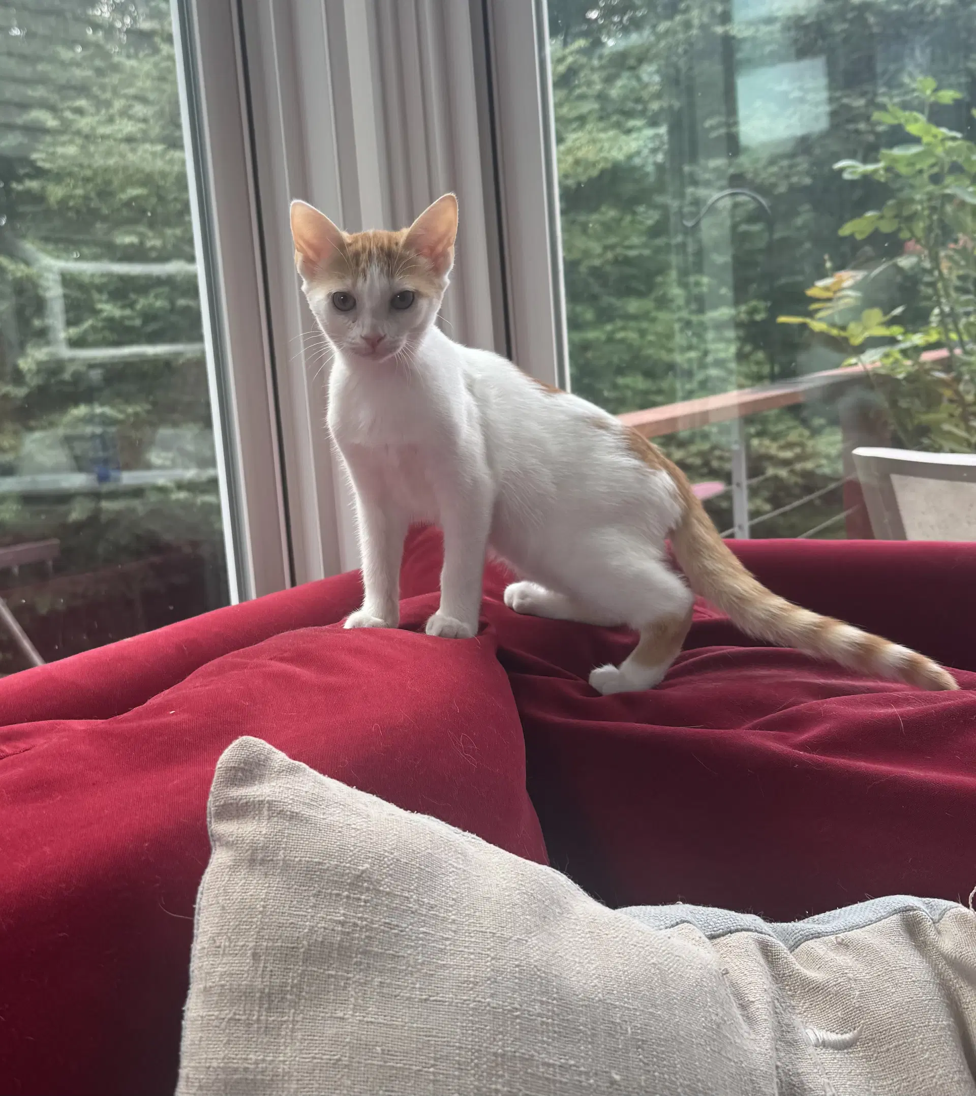 Orion - Domestic Short Hair
