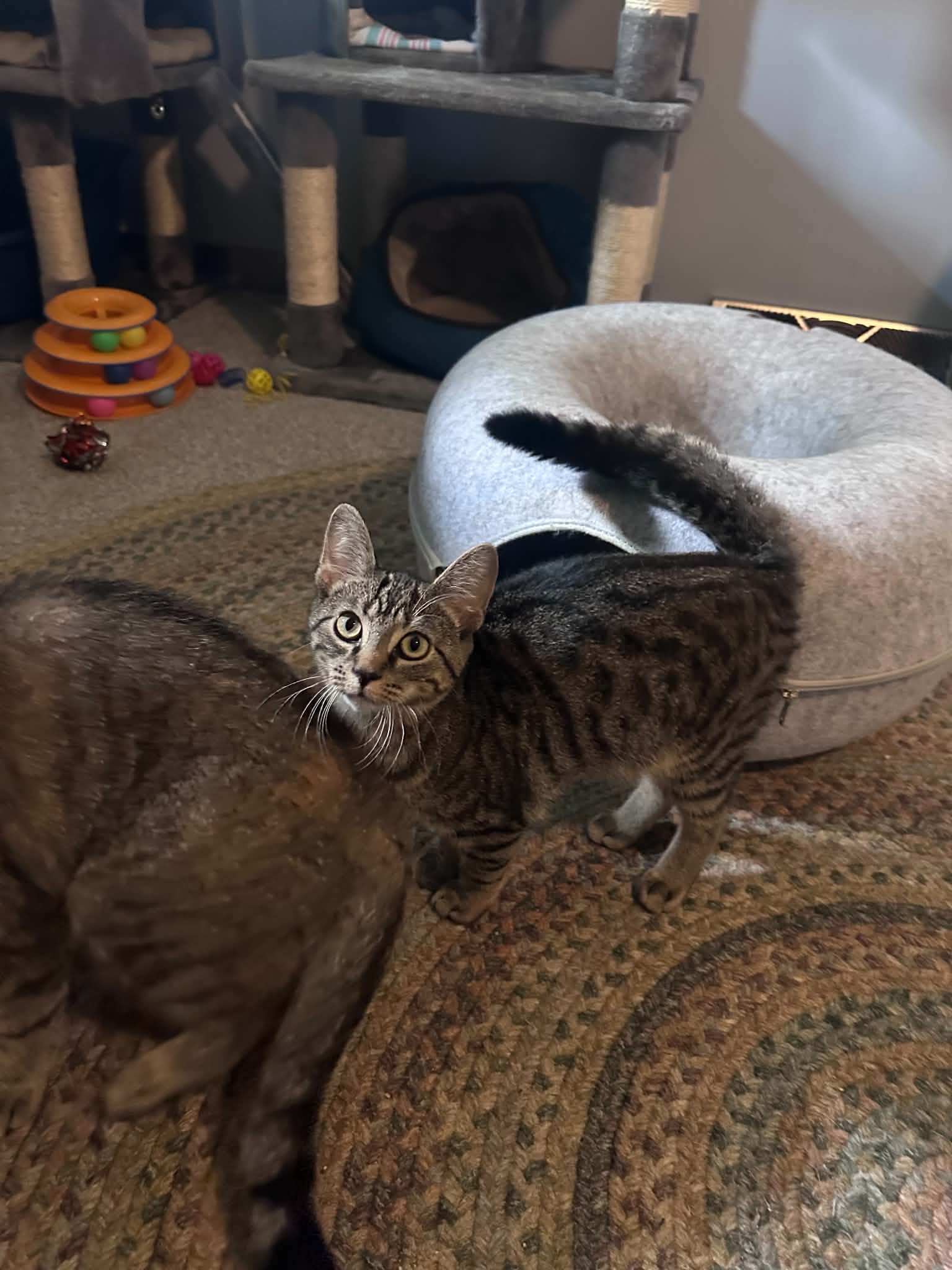 Skinner - Tabby