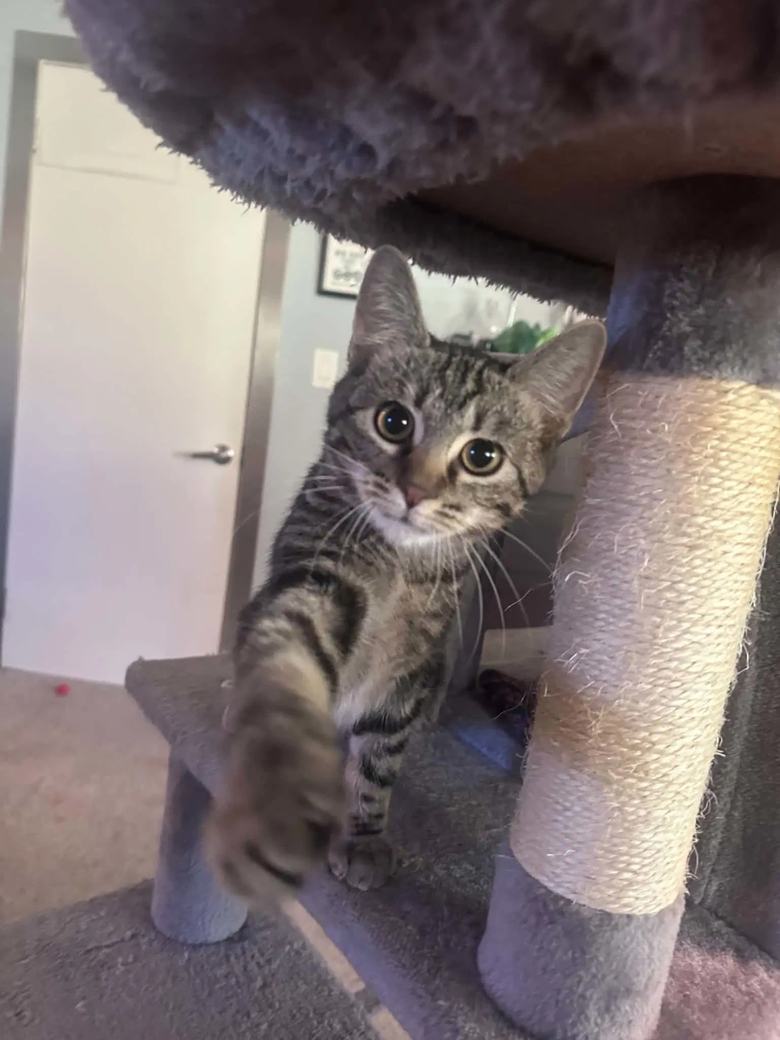 Joshua - Tabby