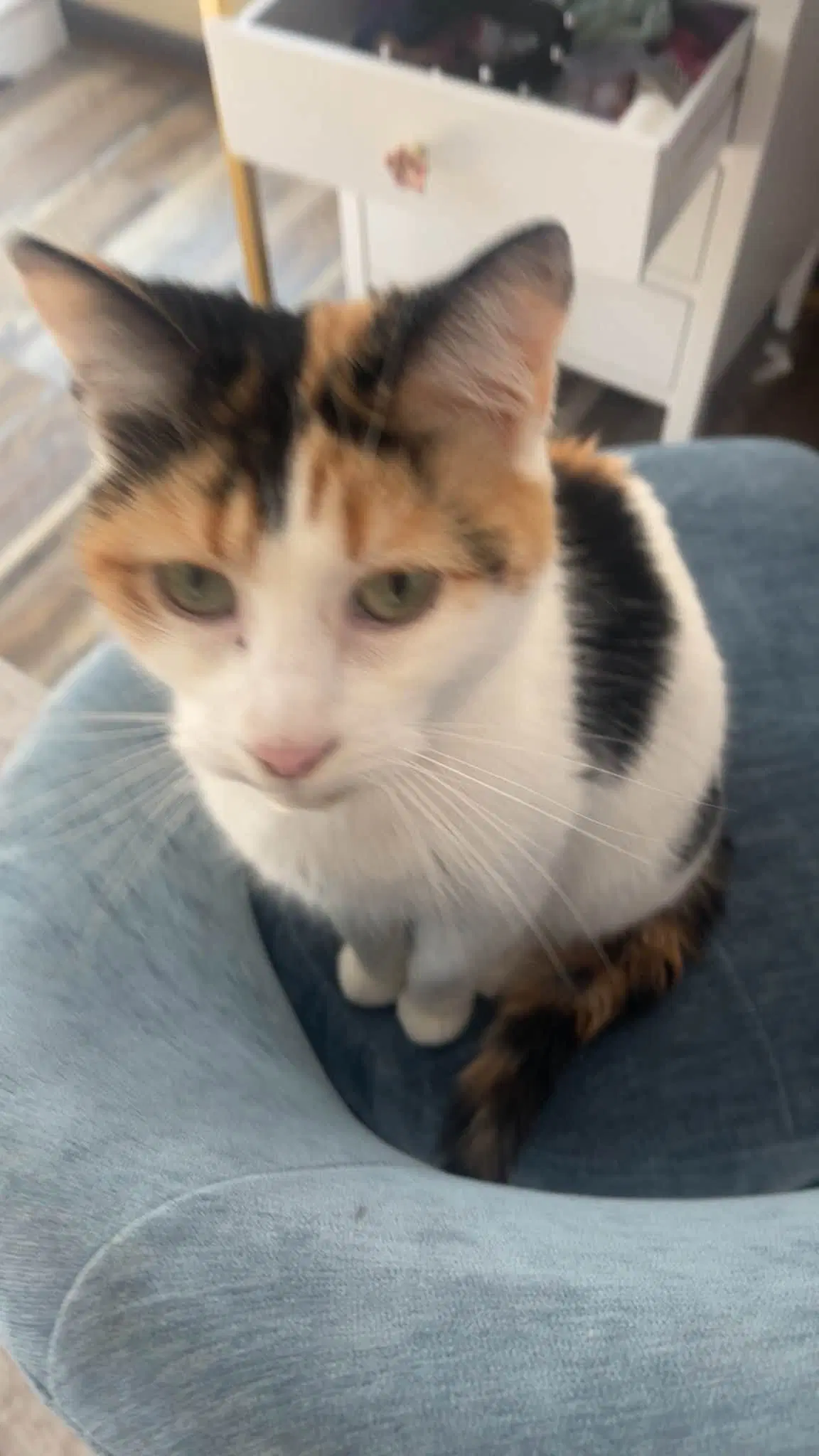 Zz Molly Courtesy Listing - Calico
