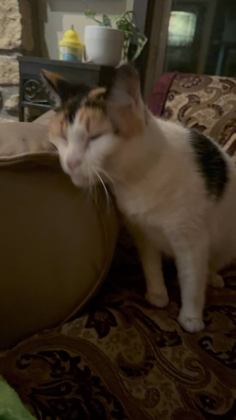 Molly, photo 5