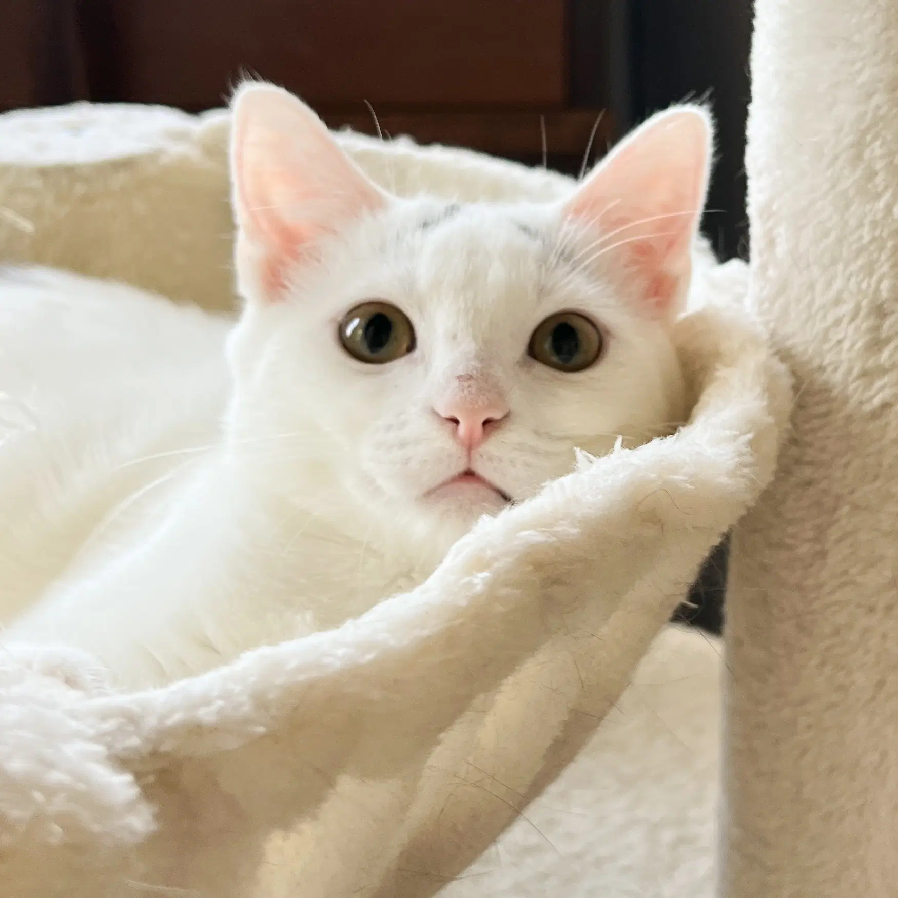 Eek - Domestic Short Hair