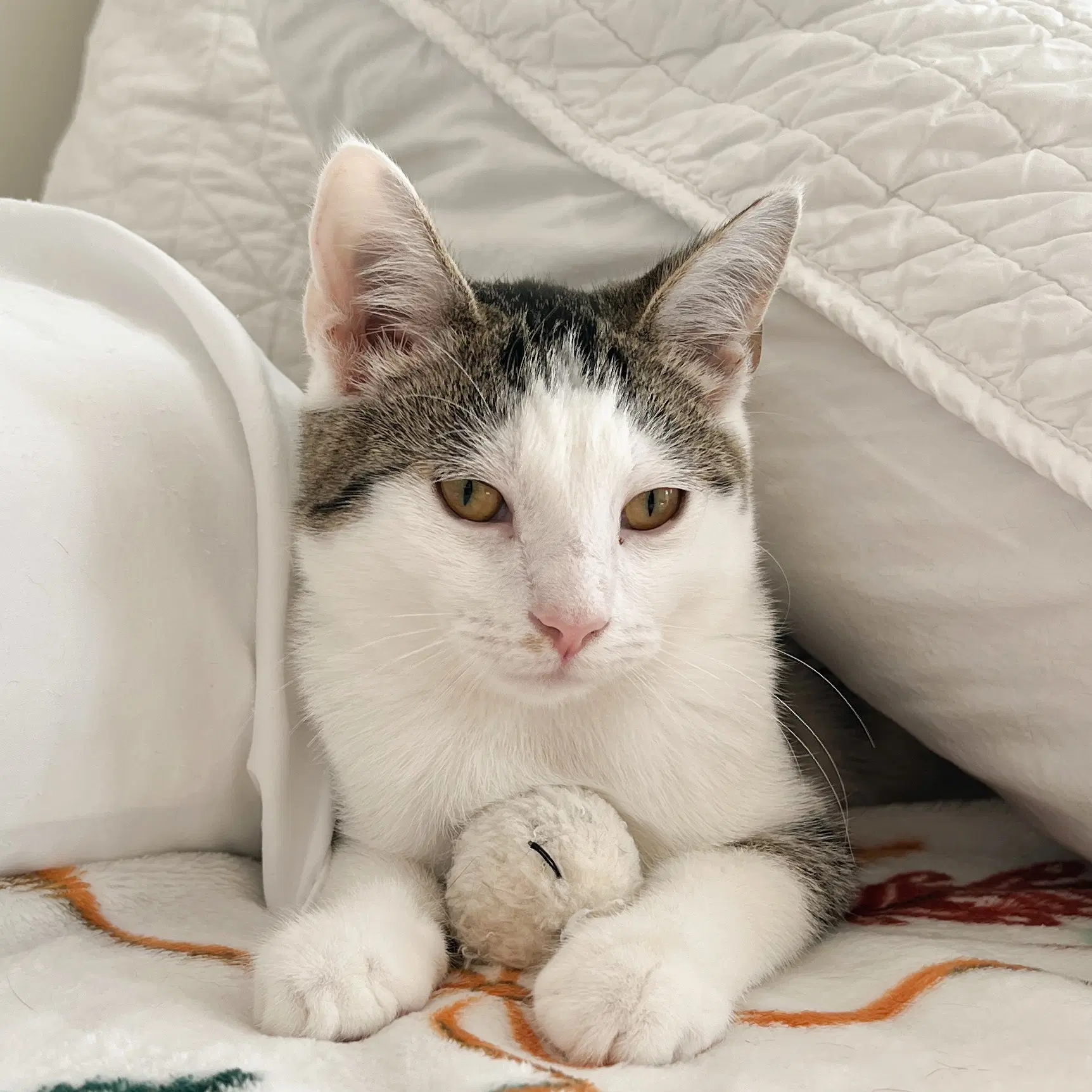 Boo - Tabby