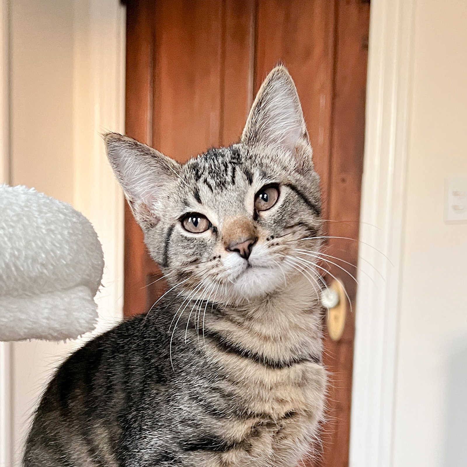 Edward Scissorpaws