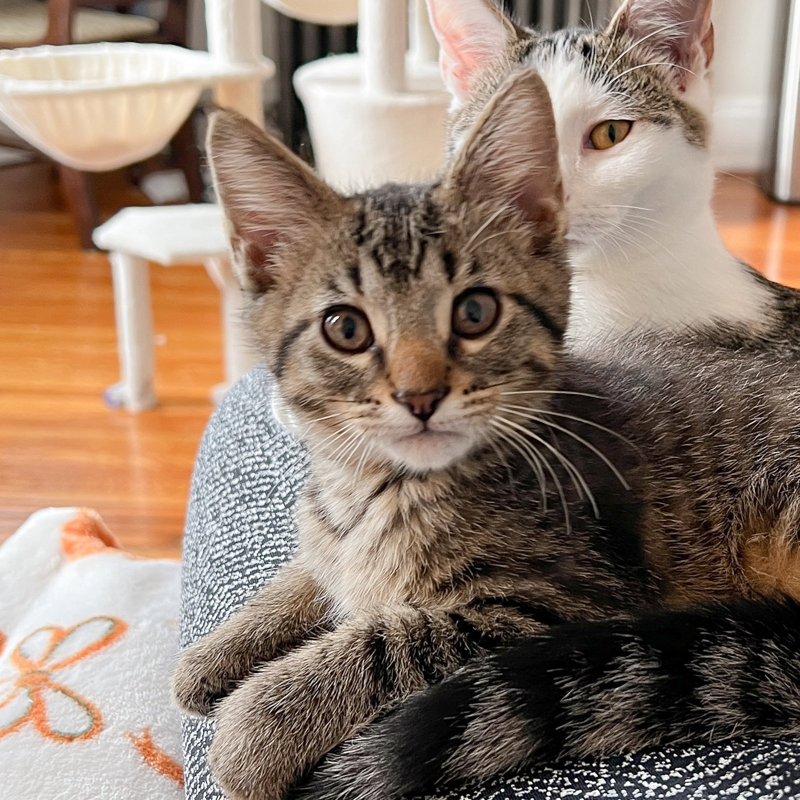 Edward Scissorpaws, photo 2