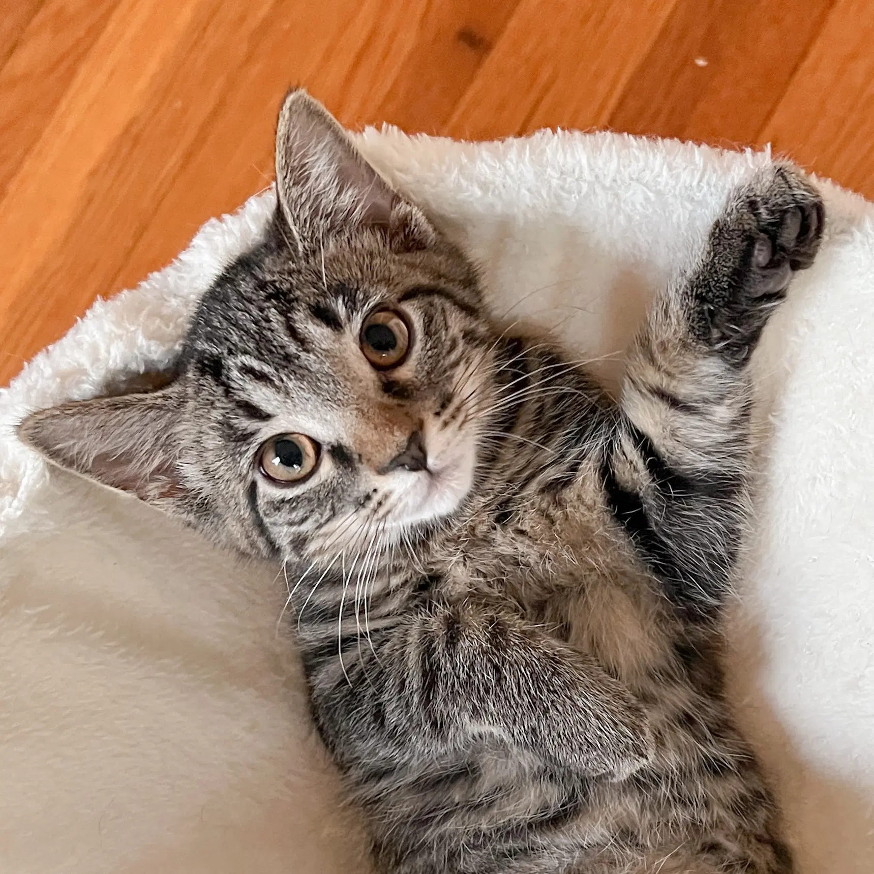 Thimbelina - Tabby