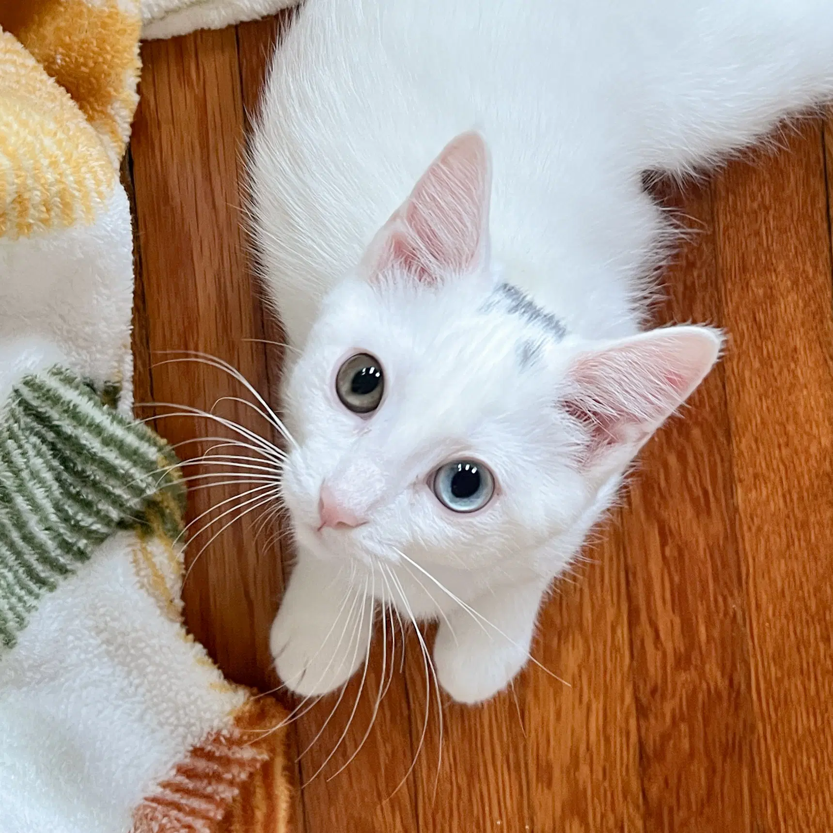 Bobbin - Siamese