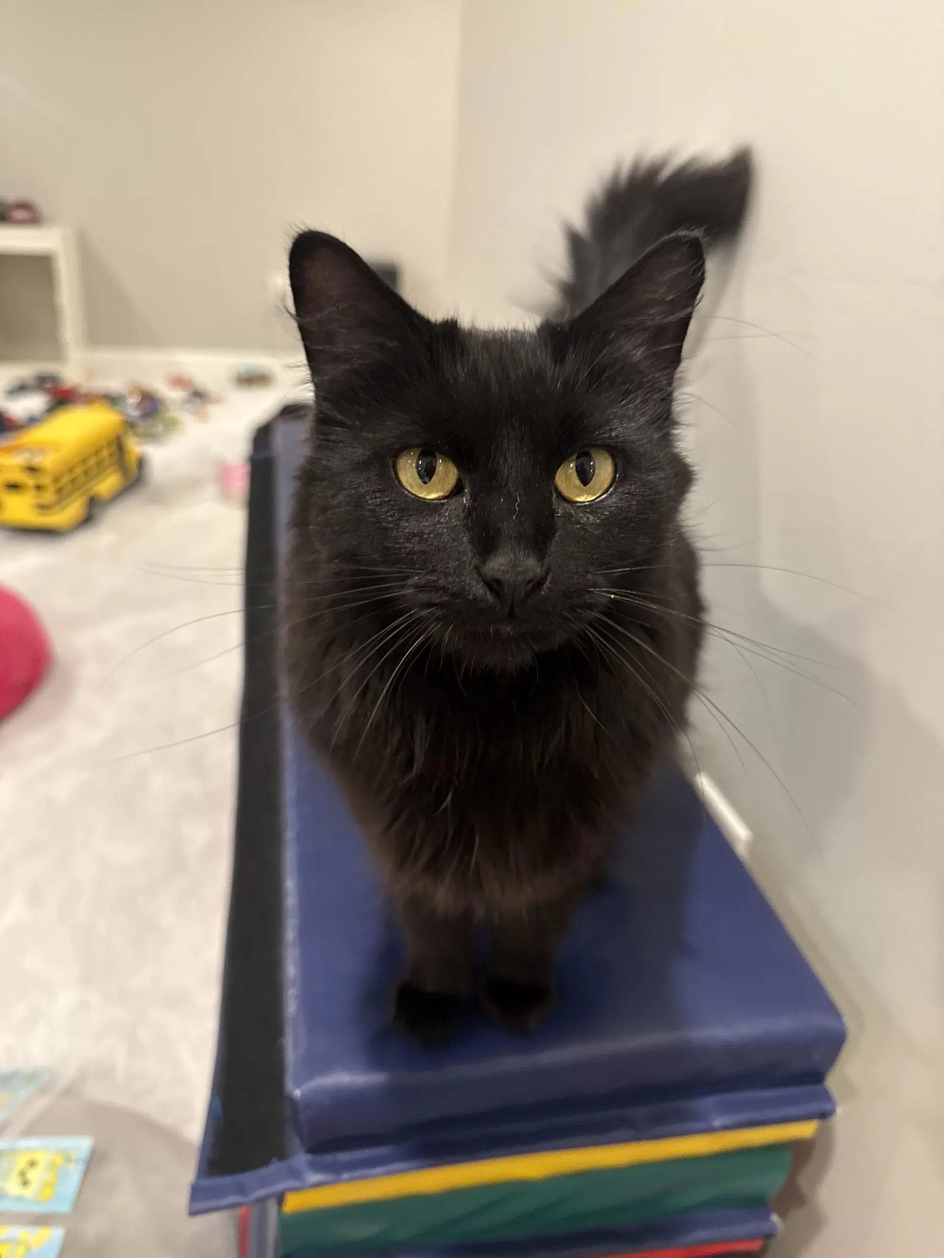 Birdie - Domestic Long Hair
