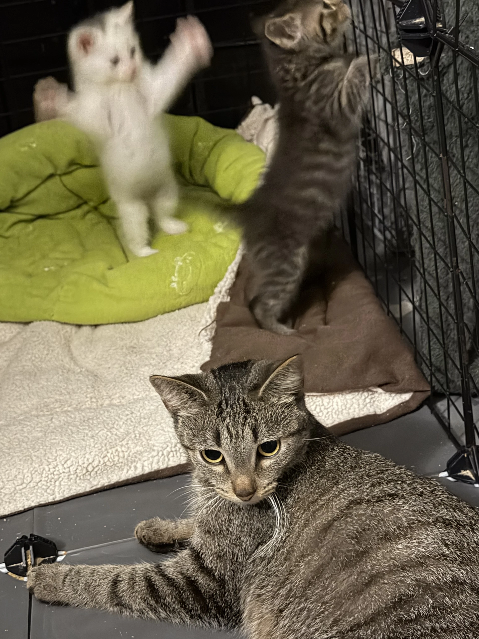 Kit