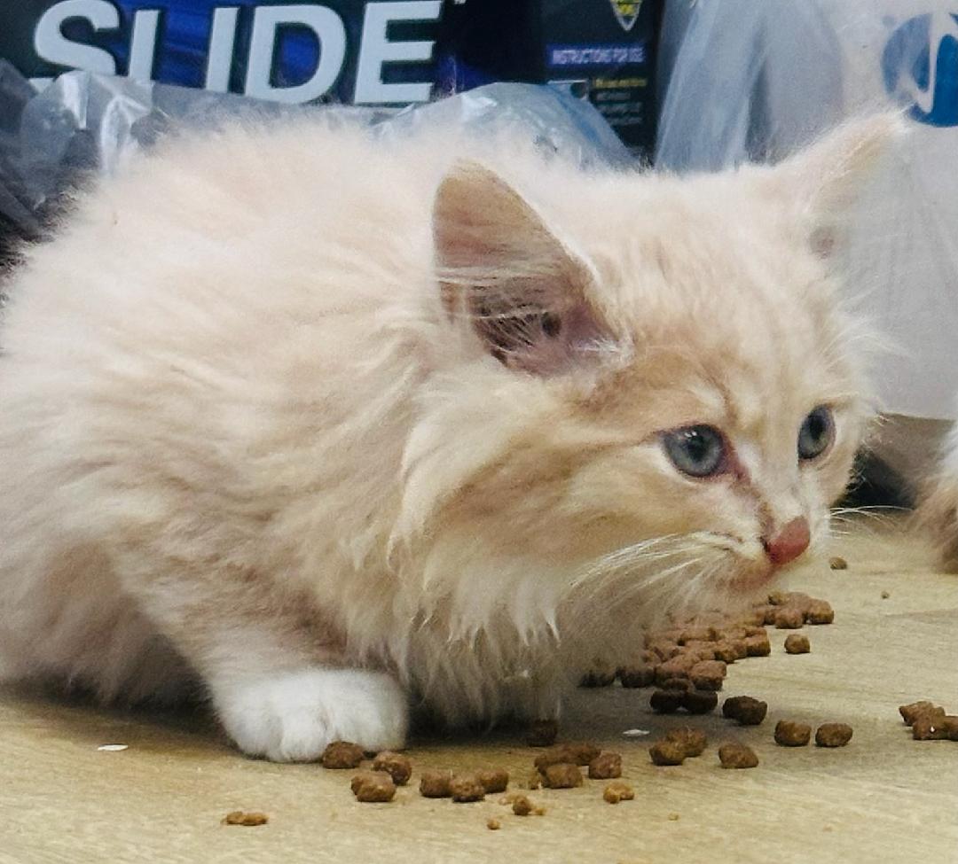 zz "Jaspurr" courtesy listing, Domestic Long Hair