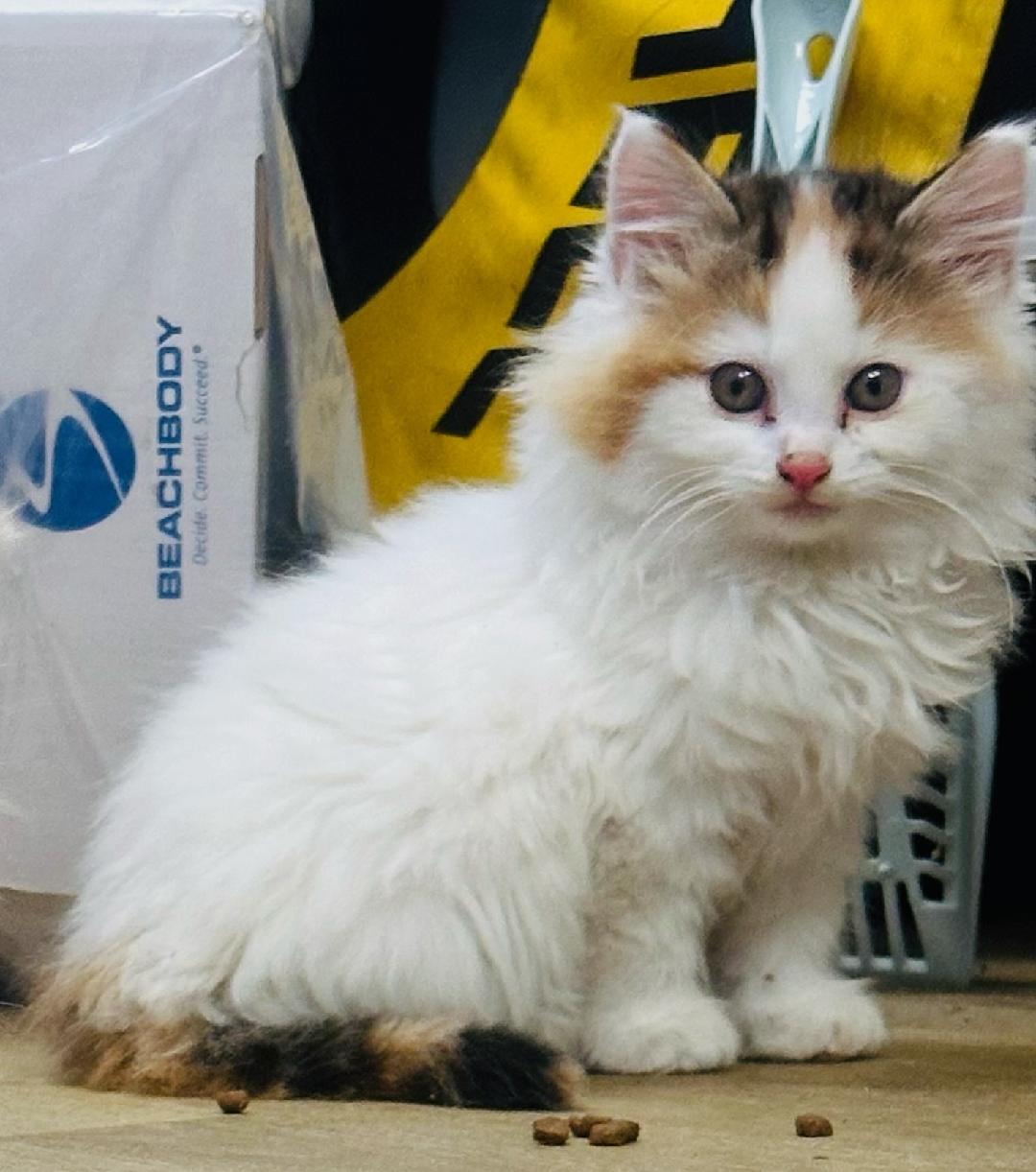 zz "Purrnelope" courtesy listing, Domestic Long Hair