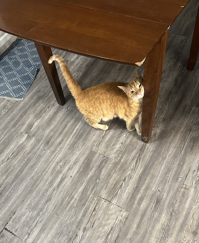 Little Guy, photo 3