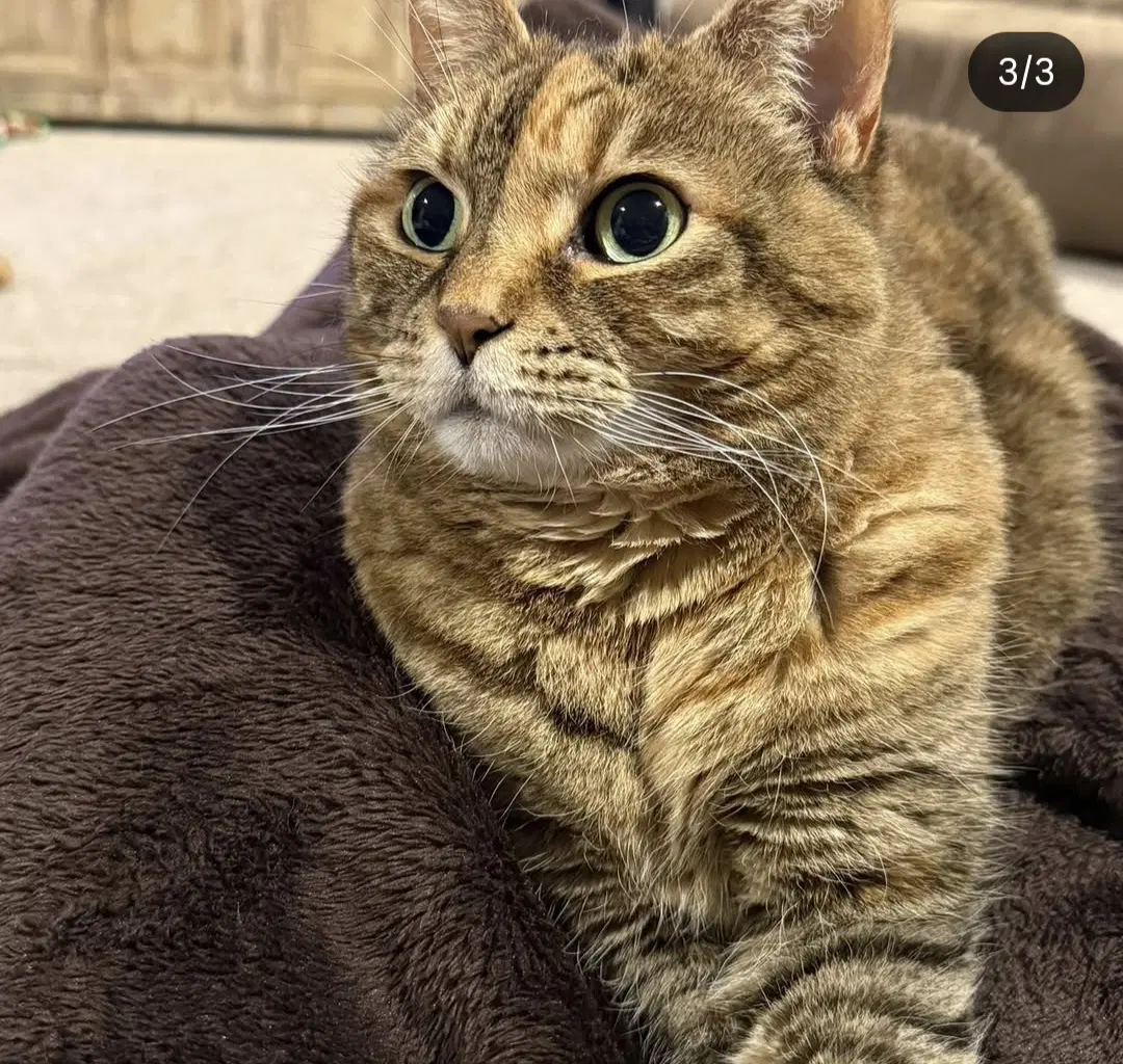 Zz Izzy Courtesy Listing - Tabby