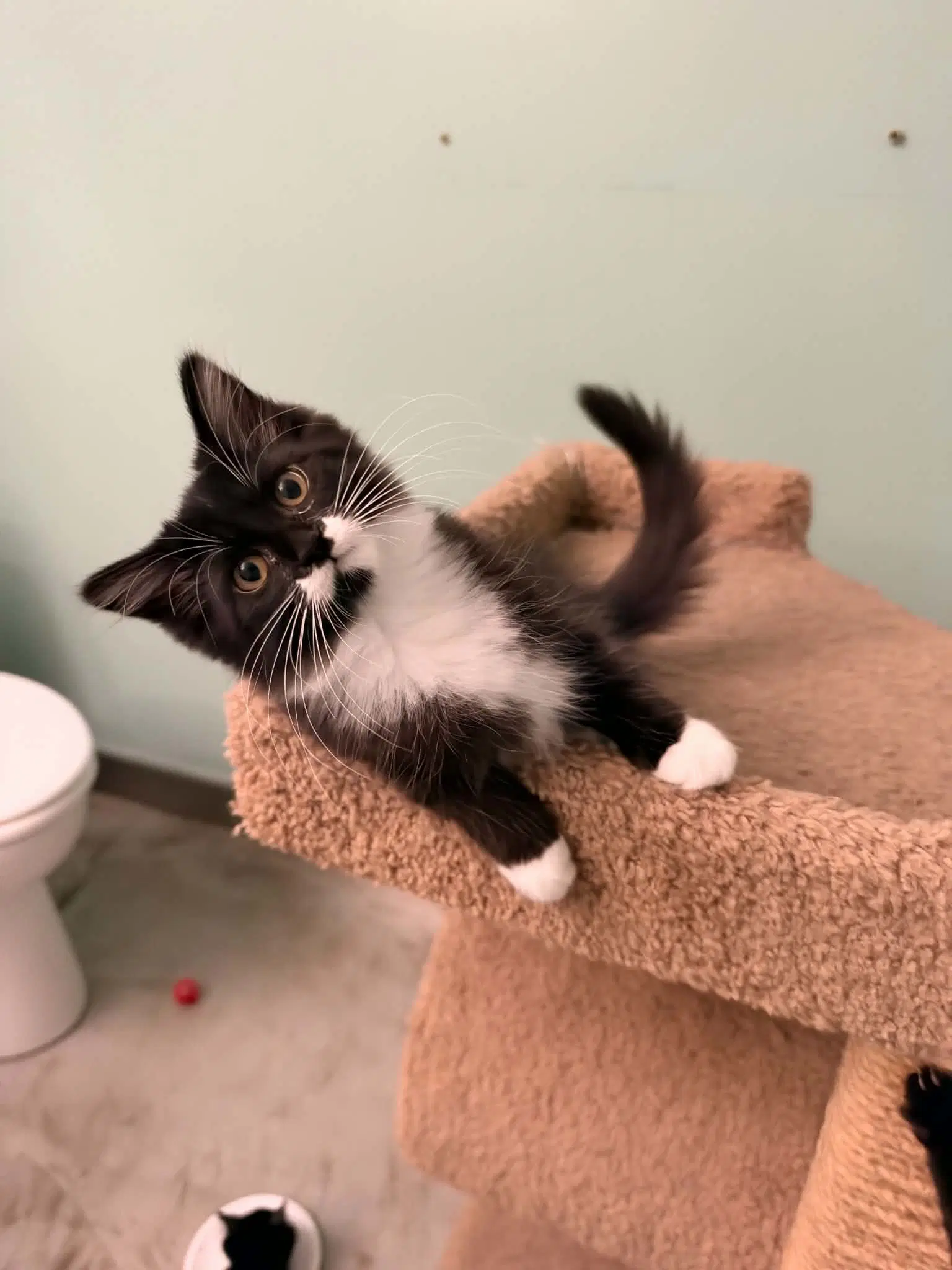 Rita - Tuxedo