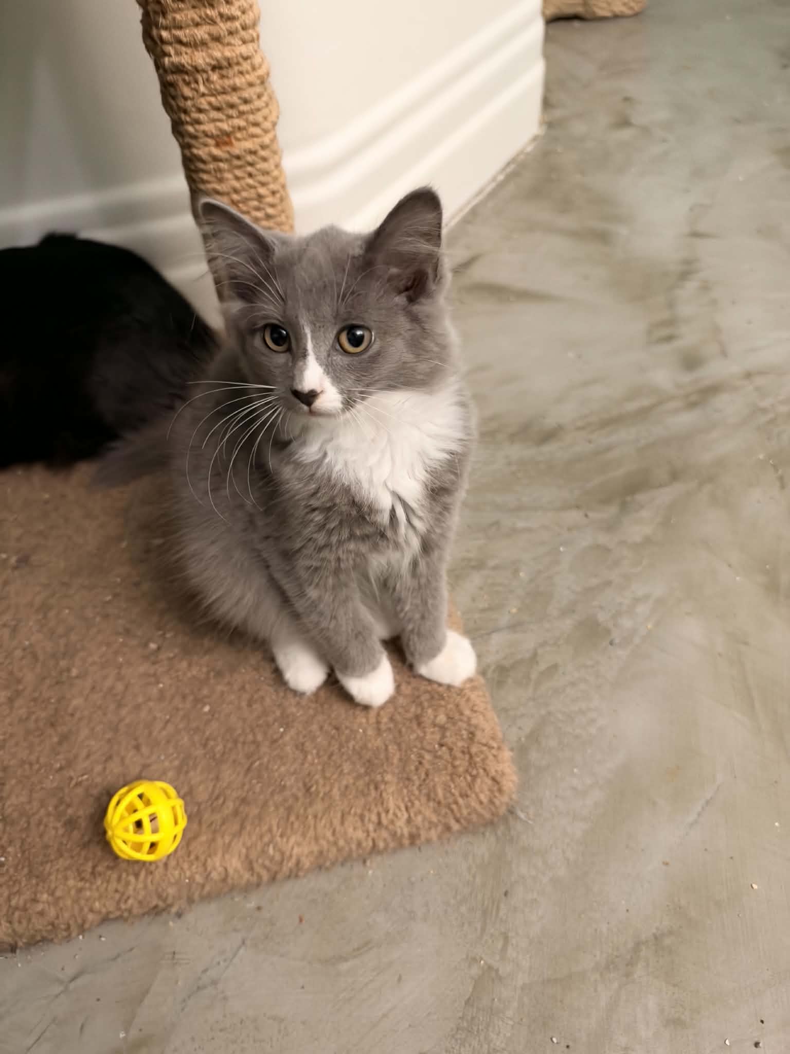 Ramona