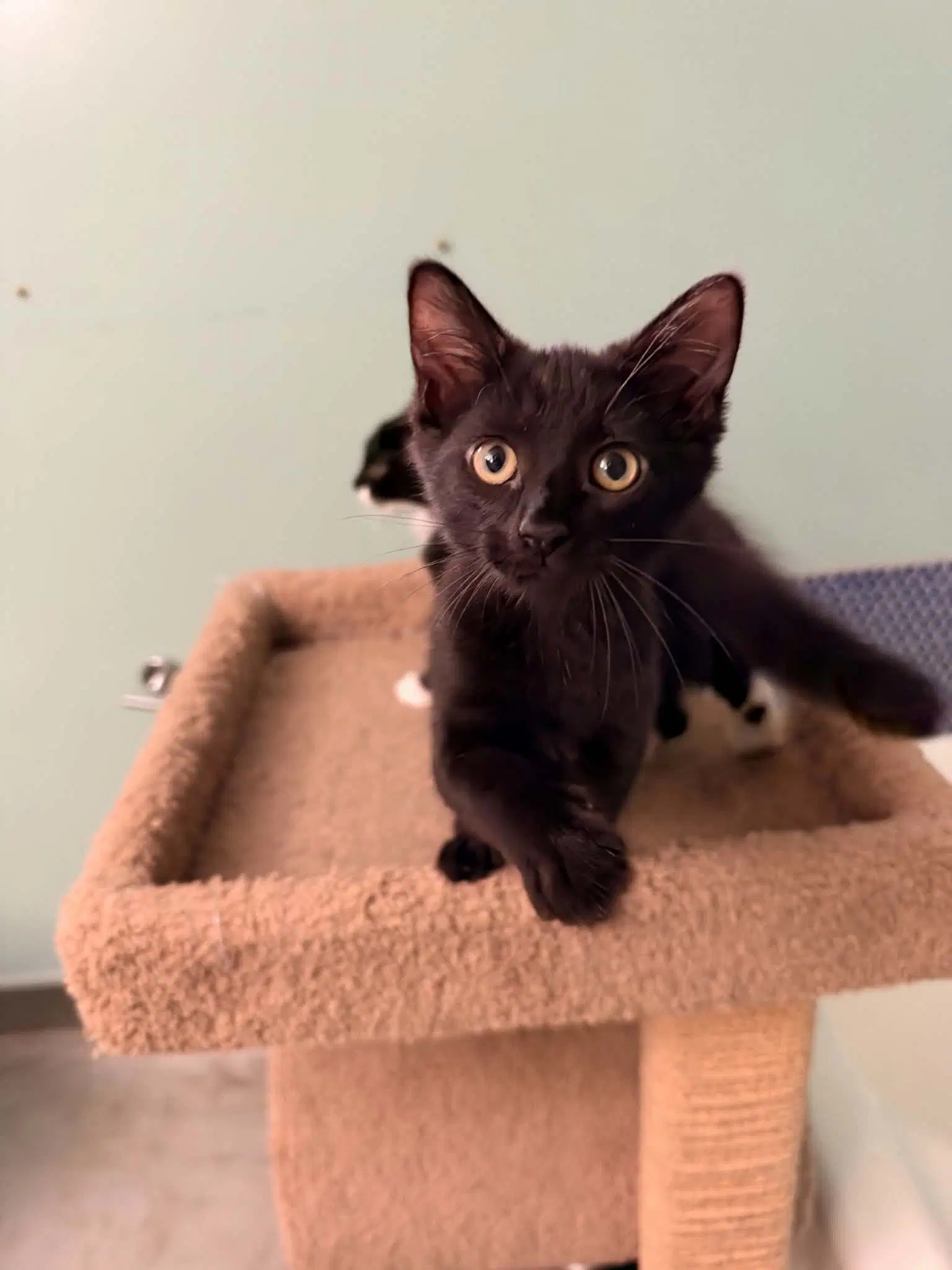 Remi - Domestic Short Hair