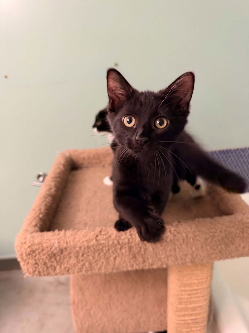 Remi, a female kitten up for adoption