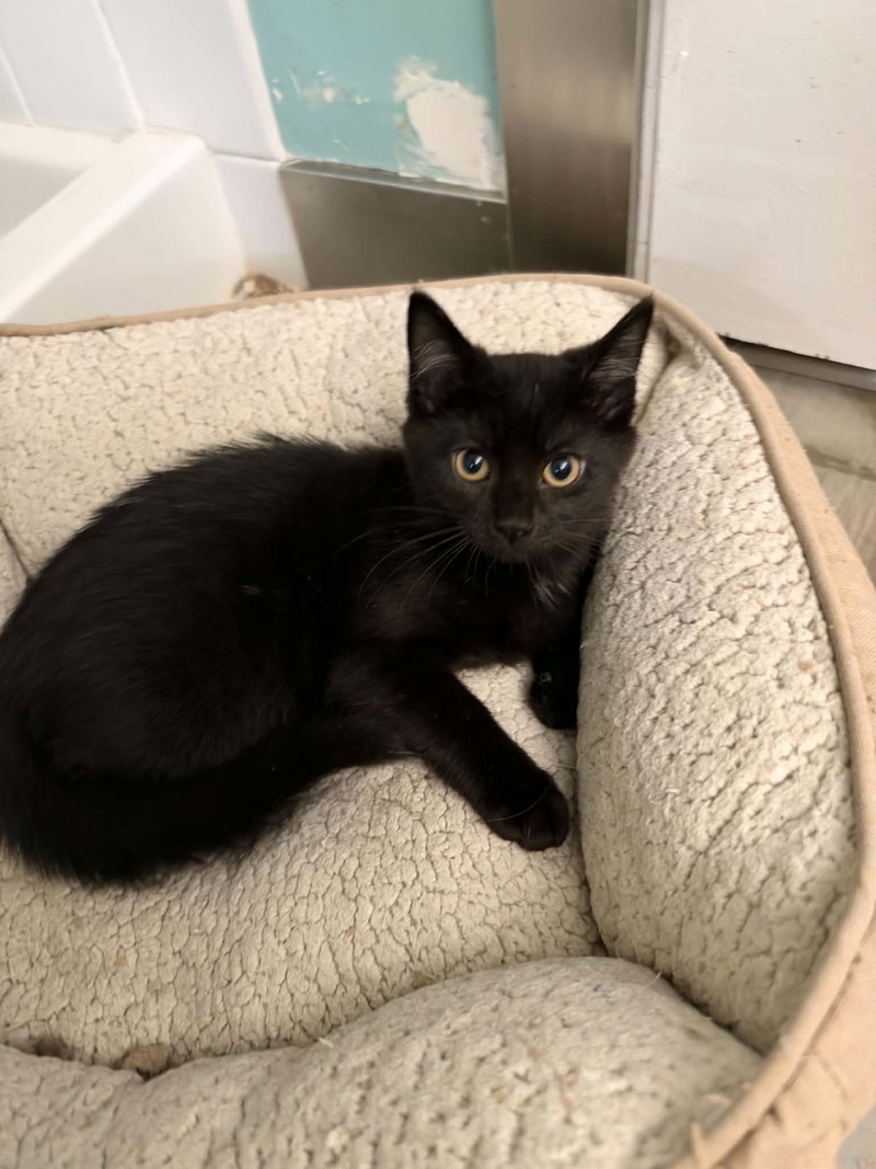 Rico, a male kitten up for adoption