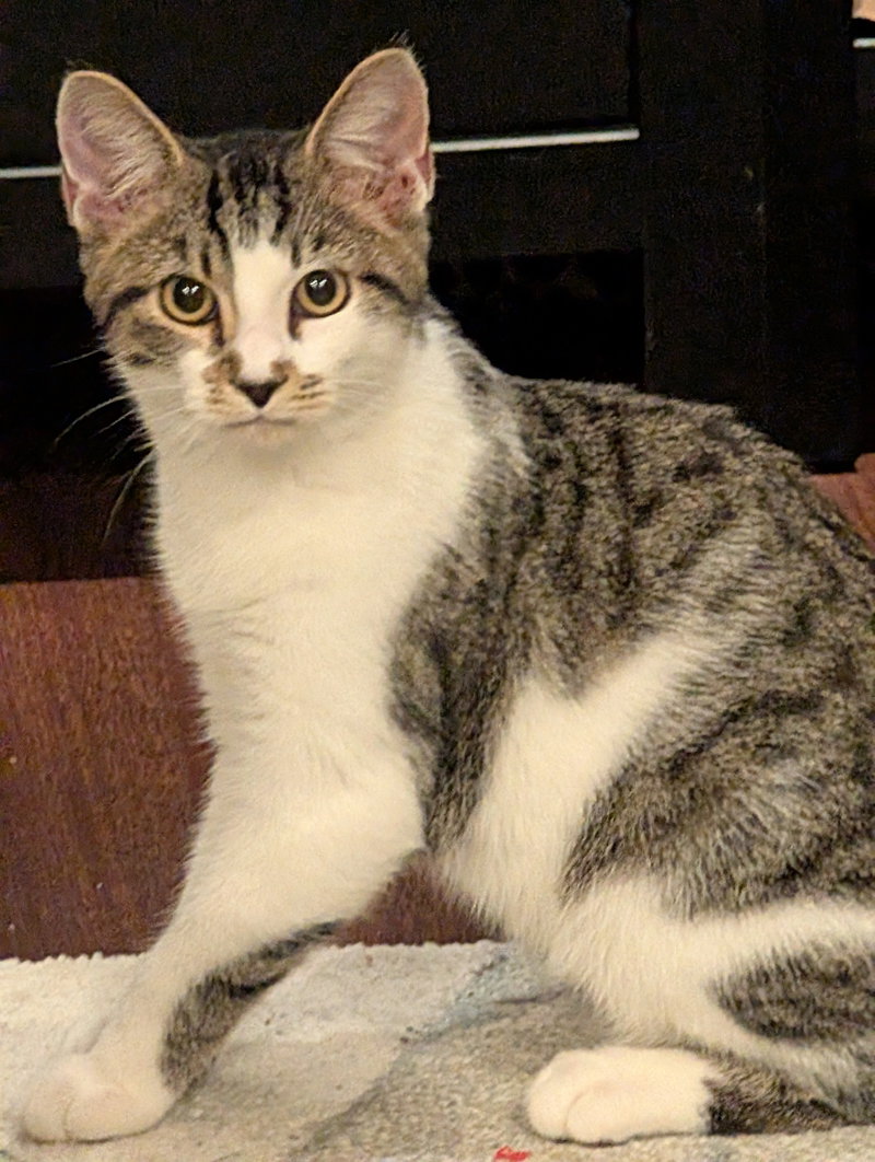 Tommy, a male kitten up for adoption