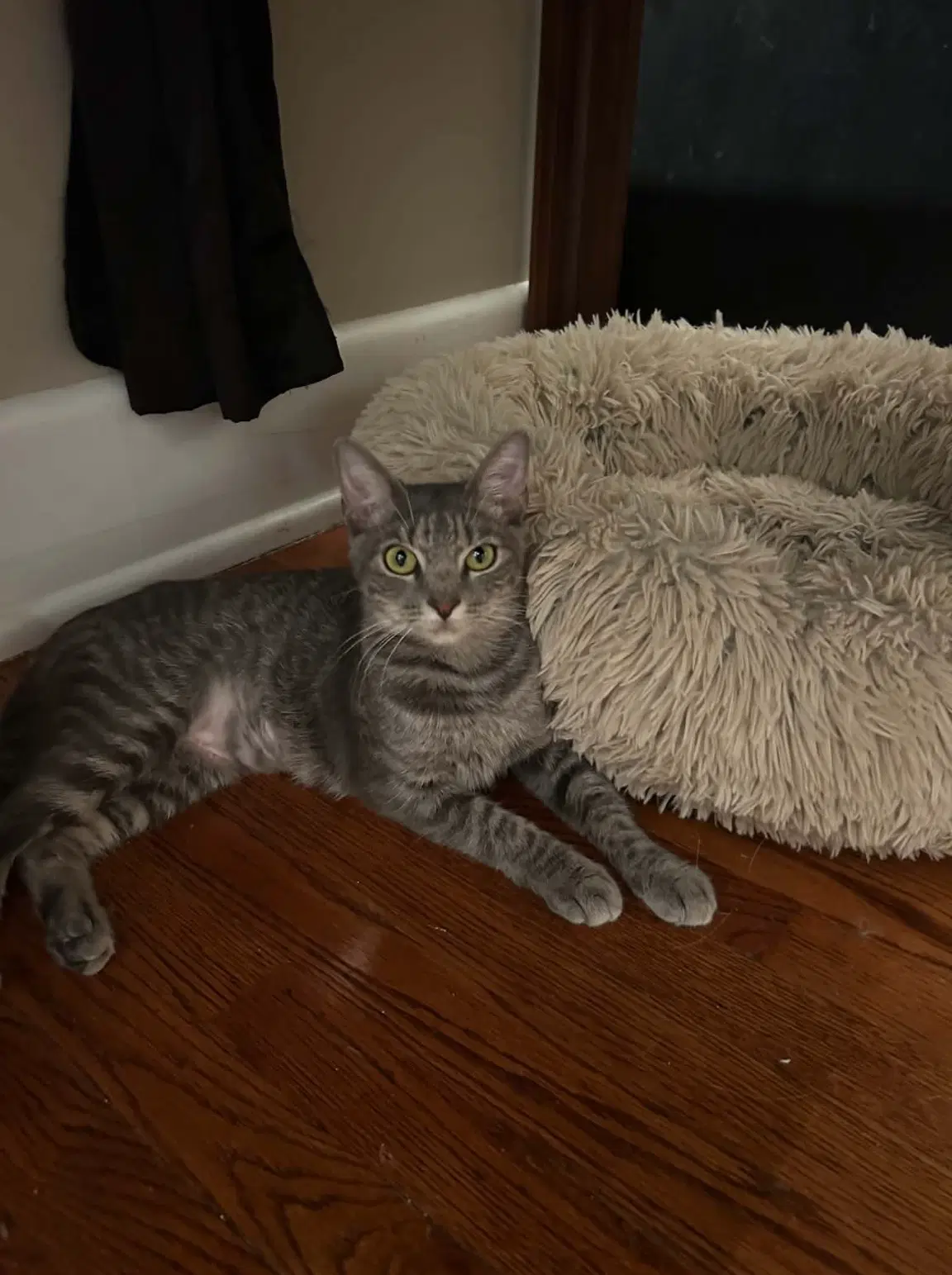 Solana - Tabby
