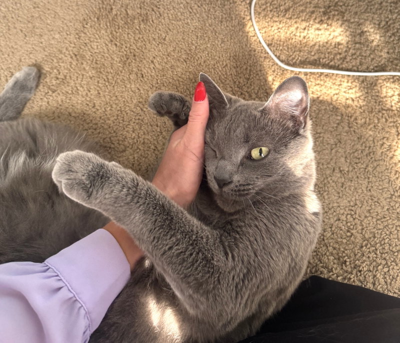 Bean, an adult female cat up for adoption