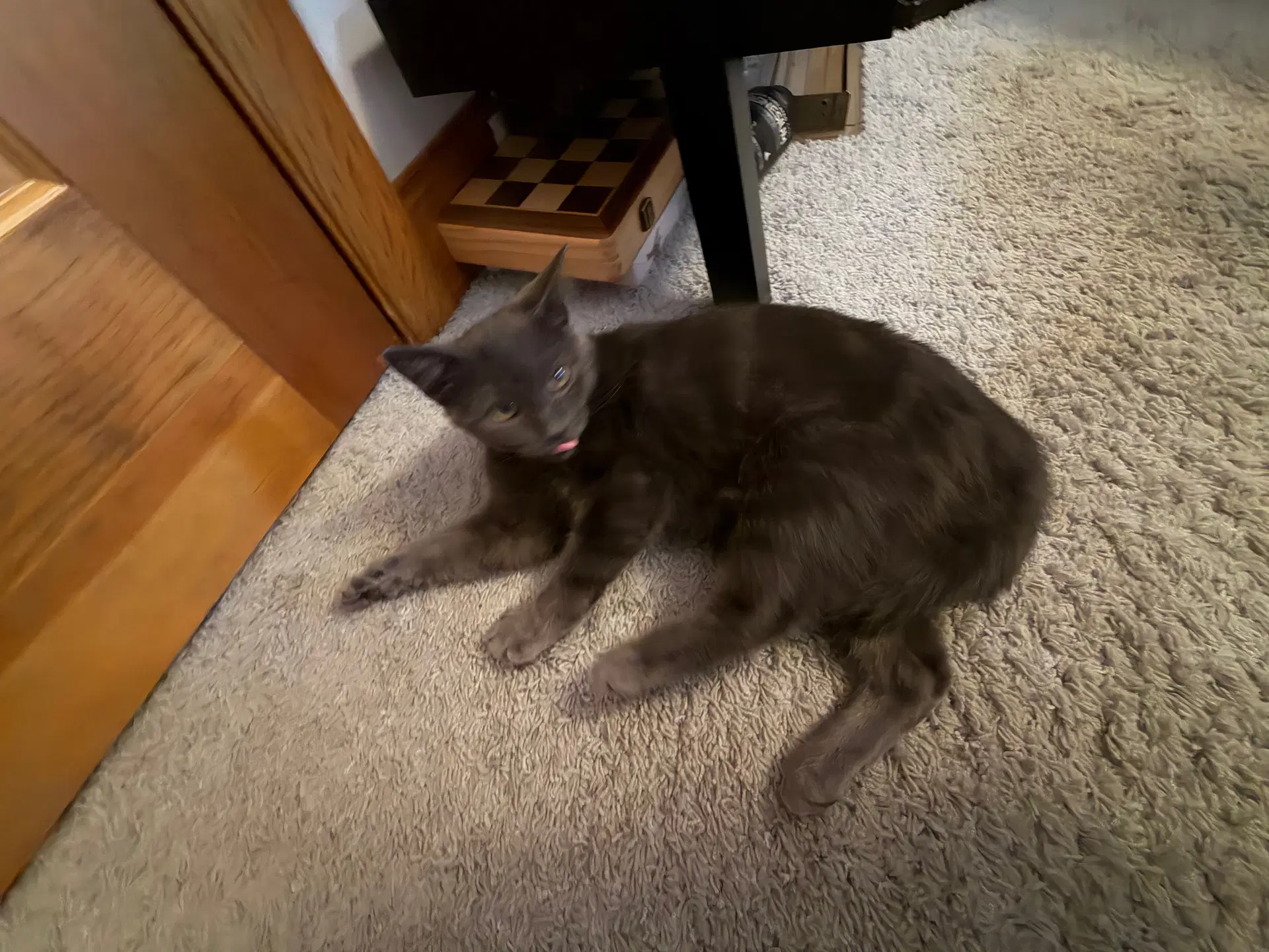 Zz Charlize Name Courtesy Listing - Russian Blue
