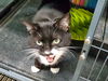 adoptable Cat in Cincinnati, OH named Vienna