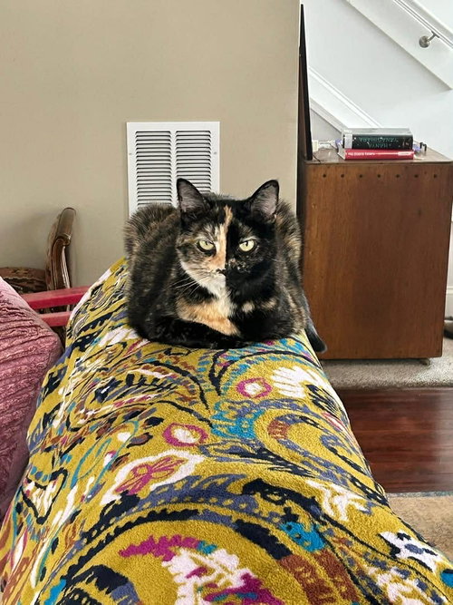 Sparkly Girl, Senior Tortoiseshell / Domestic Short Hair (short coat), cat for adoption in Covington, Kentucky