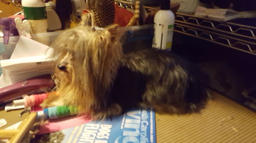 Thor