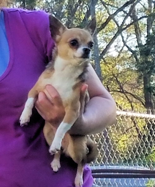 Penelope