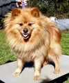 Brody