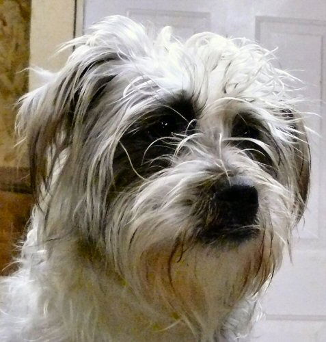 Susie