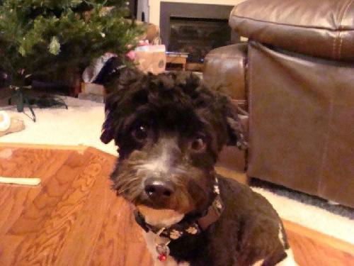 Scrappy Doo