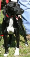 Daisy2