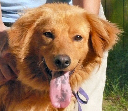 Toby