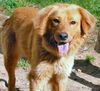 Toby