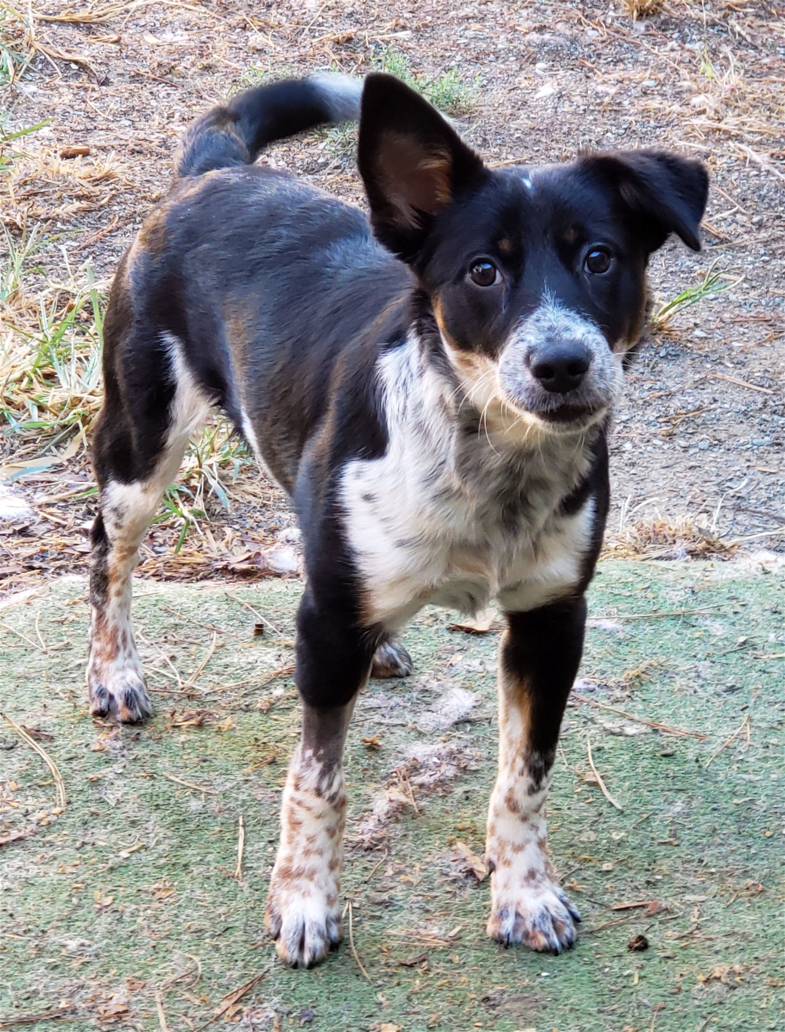 adoptable Dog in Rock Hill, SC named Paddy