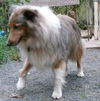 Shelly