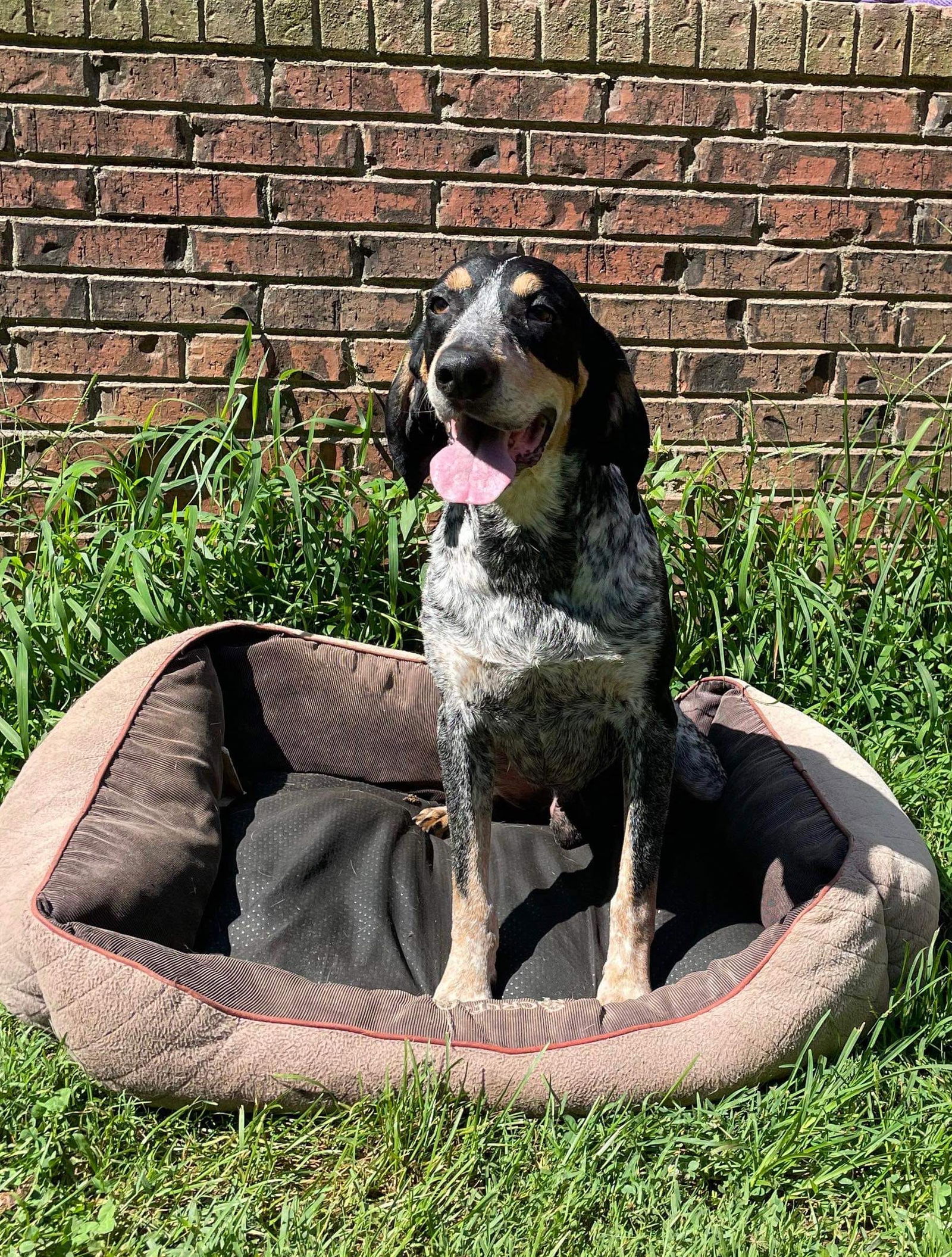 adoptable Dog in Rock Hill, SC named Copper