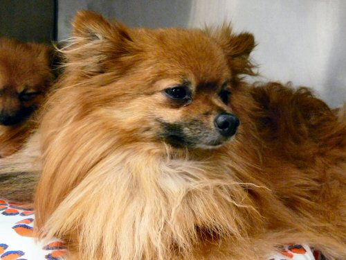 Rolo