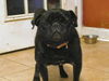 Lola