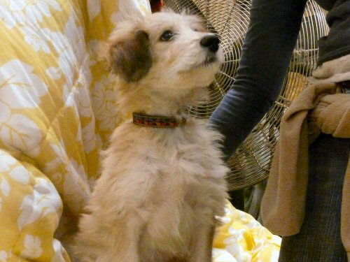 Daisy Mae