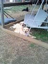 Harvey