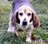 Fred