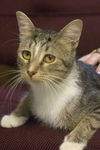 Fredericka